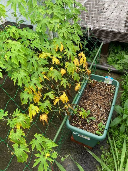 ゴーヤを2本植えていますが、最近下の葉が黄色なり上の方に広がりそうです、何か対策ありますか？