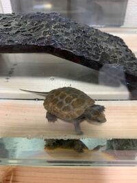 カメ飼育の初心者です ニホンイシガメの子亀を飼育しています 甲羅の頂点部 Yahoo 知恵袋