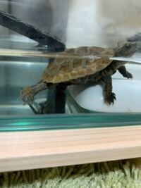 カメ飼育初心者です ニホンイシガメの子亀を飼育してます 全身の皮が剥がれ Yahoo 知恵袋