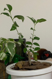 実生のブルーベリーの木の実は食べられるものになるでしょうか Yahoo 知恵袋