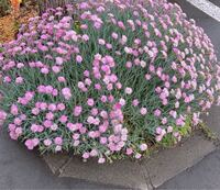 フランス語で以下の木と花の名前は何て言うんですか 綴りと発音も教えてください Yahoo 知恵袋