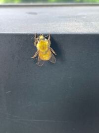 記憶の二重貯蔵モデルとはなんですか あと具体例もおしえてくれたらおねがいし Yahoo 知恵袋