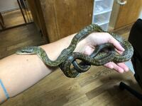 アオダイショウの餌と冬眠について 野生のアオダイショウ 体長100 11 Yahoo 知恵袋