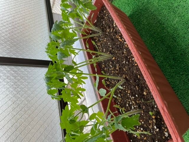 トマトをベランダで植えています。 種を4粒ずつ蒔いたのですが、だんだん大きくなってきて狭そうですが植え替えした方がいいのでしょうか？