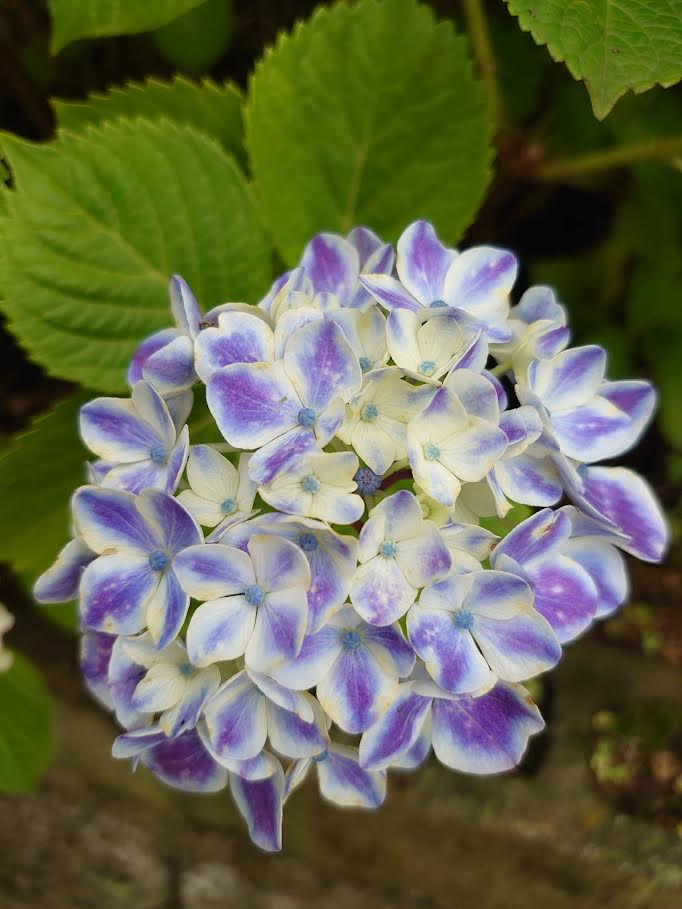 エダマメの花がつきません 去年収穫したエダマメが自然に Yahoo 知恵袋