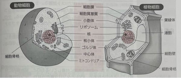 生物基礎 生物 動物細胞にも液胞があるのになぜ図 イラストには記載され Yahoo 知恵袋