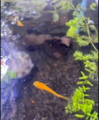 メダカの水槽の水面に湧く白い微生物の正体とその影響について教えてくだ Yahoo 知恵袋