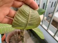 プルメリアの葉につく黒い点は 害虫でしょうか 病気でしょうか また Yahoo 知恵袋