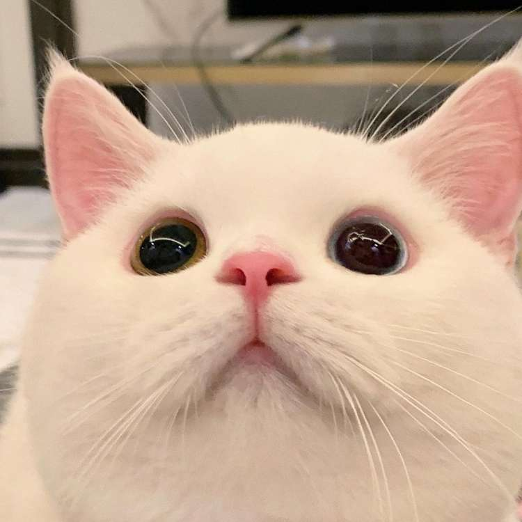 このネコちゃんは瞳孔が開いていますが 大丈夫ですか？ 病気ではないですよね？