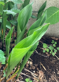 この百合の葉のような大きなネギのような笹のような葉っぱの植物は何でし Yahoo 知恵袋