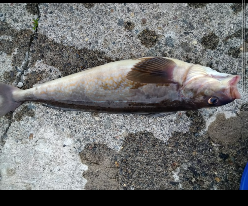 この魚はなんですか？オホーツク海ジグで釣れました。
