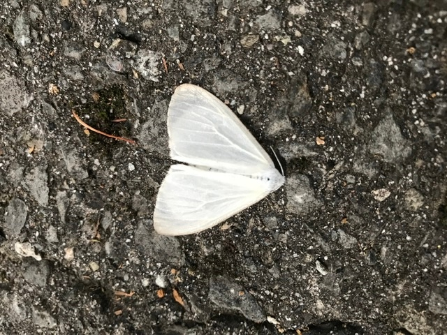 この蛾の名前を教えてください キアシドクガではありません 大量発生しています Yahoo 知恵袋