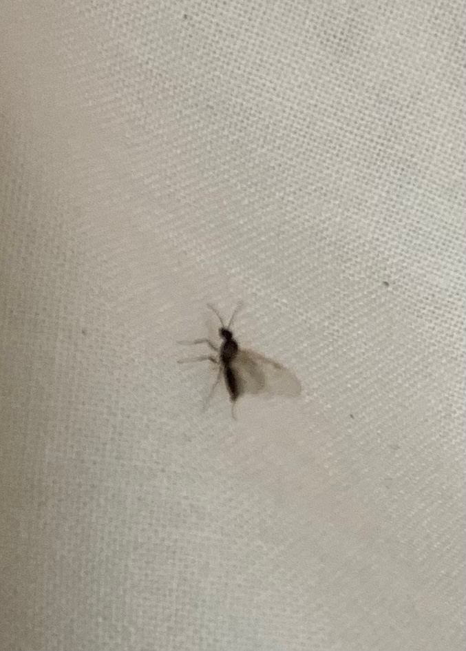 ※閲覧注意 虫の写真あり※ この虫の名前わかりますか。 部屋に何匹かいて困っています。 蚊とかとは違い、大きさがあり、遠くにいても虫がいるのが分かります。(4-5ミリくらい？) 夜、洗濯物を取り込むときに同じような虫が数匹いたのを見たので、外から入ってきてるようには感じるのですが、この虫ばかり部屋にいるので心配です。。湧いたりするのでしょうか。 光が好きみたいで、部屋の蛍光灯の内蓋にも入っちゃいます。 網戸に隙間(この虫が入れるとは思えないのですが、、)が少しあるので、網戸カバーで対策をと考えてます。他に何かあれば教えてください。