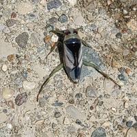 モンハン4について ダレンモーランとジエンモーランの違いは何でしょう Yahoo 知恵袋