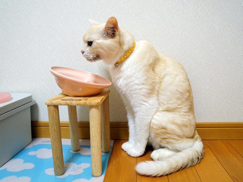 愛猫ちゃんはご飯を食べるとき お行儀がいいですか？
