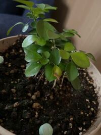 シルクジャスミンについて 雑貨屋さんでシルクジャスミンを購入しま Yahoo 知恵袋