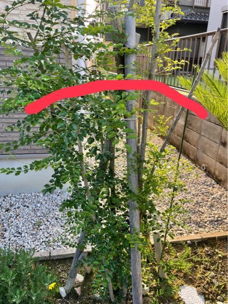 株立ちシマトネリコの剪定について 地植えにしてもうすぐ4年です。 もとからあまり葉が茂っていなかったので、去年の秋頃剪定し、初めて寒肥をしました。 そして今写真のように茂っているのですが、木の下の方まで茂っています。 下はわさわさしなくていいのですが、その場合赤線(樹高の1/4～1/5ぐらい)から下は枝元から切れば良いですか？ また、写真右の方の枝からはあまりはが出なかったのですが、そちら側が肥料が行きにくかったのでしょうか。 今から液肥をしたら右側も茂ってくるでしょうか。