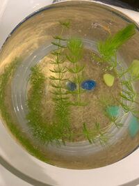 メダカの水替えをしたのですが 水面にこのような泡 ゴミ がたくさん浮 Yahoo 知恵袋