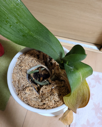 胡蝶蘭についてです 写真のように花がしわしわになり 花の付け根 Yahoo 知恵袋