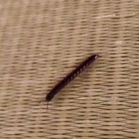 この虫が自宅で大量発生しています。長さ1.5〜2センチほど。 名前を教えて頂けると助かります。
這う速度が早いです。
