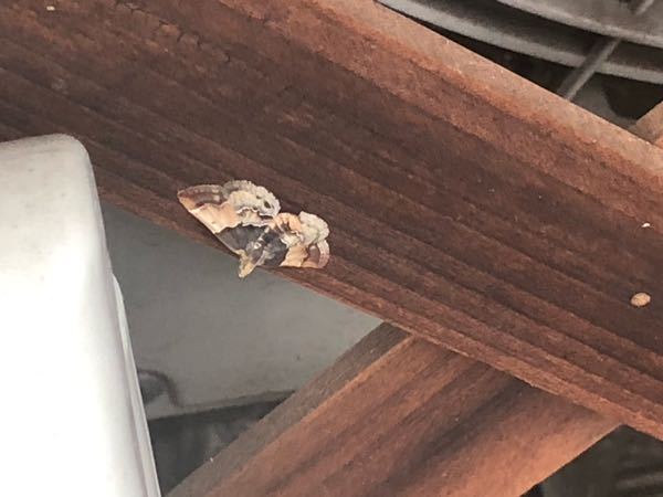 この蛾は何ですか？ 最近ベランダに住んでいるようです。