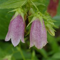この花の名前を教えてください ホタルブクロだと思います Htt Yahoo 知恵袋