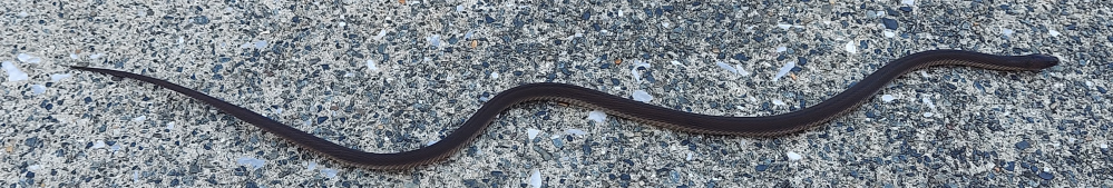 この黒い蛇は何ヘビでしょうか？ 細くて15cmくらいの蛇です