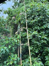 背の低い竹は何ていう名前ですか 日本産の竹類 節に筍の皮が残らない竹笹類 Yahoo 知恵袋