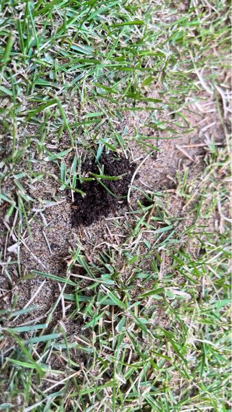 芝生にこんなものがありました。 芝生を張ったのですが今朝、散水時にこんなものを見つけて不安に思いました。 芝生を食べる虫なのでしょうか？ また、このままでも大丈夫なのか対策はするべきなのか教えていただきたいです。 宜しくお願い致します。
