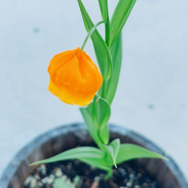 球根植えたら出てきました。なんの花か教えてください！！ すずらんのオレンジっぽい色みたいな感じです。