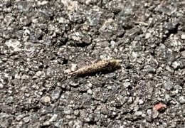 この虫ってなんの虫ですか？ 動画で撮ったので画質悪いです。 歩き方が数cm進んで、進んだところでおしりをパタっと上下に動かします。 アスファルトと同化してるので見えずらいですが、細長い体です。