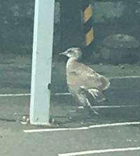 よくメンフクロウで片足立ちするフクロウがいますが何か訳があって Yahoo 知恵袋