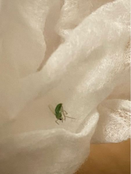 最近引っ越したばかりなのですが、お風呂場や脱衣所の天井や壁に蚊かハエのような虫が5匹くらい止まっていたり飛んでいます。これはどこから侵入してる可能性がありますでしょうか？