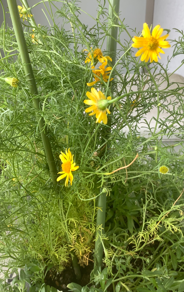 ダールベルグデイジーがだいぶ徒長しています。 花はたくさんついていますが、根元は少し黄色くなっています。 毎日暑いですが、今の季節に適当に切り戻しても大丈夫でしょうか