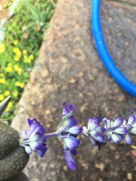 サルビア・ファリナセアの花の部分を過食してた幼虫なのですがなんの虫でしょうか？ ルリチョウレジンの幼虫っぽくも見えますが、食べてるもの違うし青い花食べてるからか若干全体的に青いし。揺れても尻尾の方をあげたりしないので別種かとは思うのですが。。。