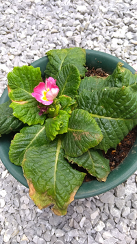 プリムラジュリアンです 春に咲いて 今はこの状態です 夏を越えられた Yahoo 知恵袋