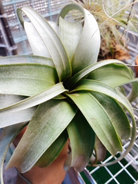 キセログラフィカの成長点がすっぽ抜けてしまいました また葉が一部分黒くなってい Yahoo 知恵袋