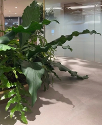 画像の床につきそうな大きい植物はなんという名前でしょうか 観葉植物で検索しまし Yahoo 知恵袋