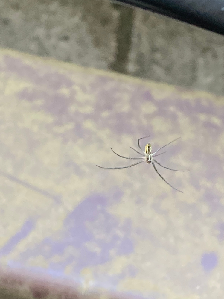この蜘蛛の名前はなんでしょうか？？ 毒はありますか？ 調べてもわからなかったので分かる方、教えて下さい！