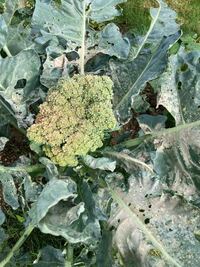庭の畑に植えているブロッコリーが 一夜にしてこの様に白くなってしまっ Yahoo 知恵袋