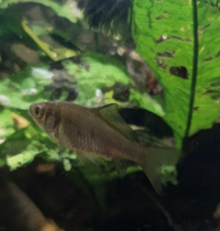 このグレーの子何の魚の子供でしょうか 水槽にはネオンテトラと Yahoo 知恵袋