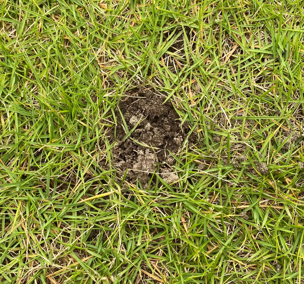 公園でよく見る土の盛り上がりは何でしょうか？ 芝生のところどころにみられます。 アリの巣のようなものなのか、動物のフンなのか、知っている方がいれば、お教えください。