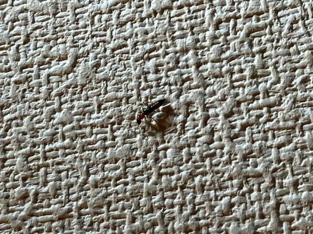 家の中に見たことないアリ？がいました。 何という名前か分かる方いますか？ 体長は5-10mmぐらいです。 1階ではないので室内でアリを見ることはほぼないのですが、壁を歩いていました…