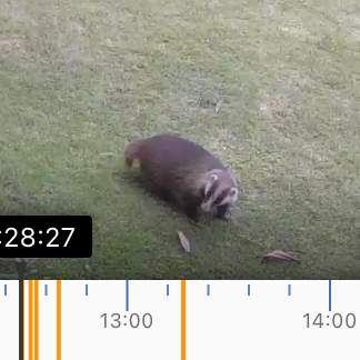 庭の監視カメラに何かの動物が写っていました。 タヌキですかね？