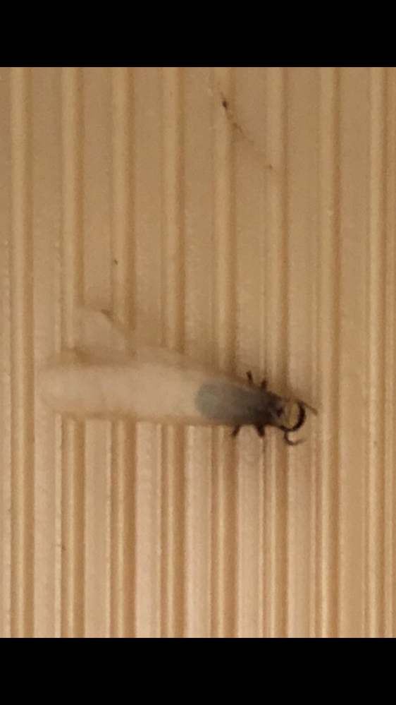 2階の窓のサッシに数匹の死骸があったのですが、これは白蟻？それとも黒蟻？ 1年前に白蟻の駆除をしているので不安です。