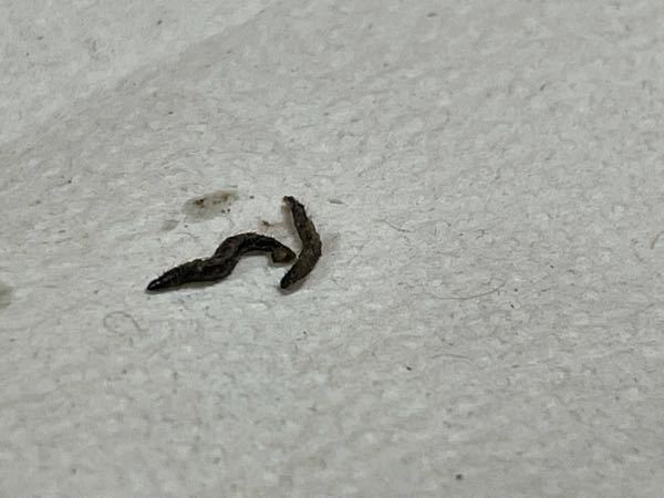 この虫はなんという虫ですか？ 幅は0.5〜1ミリ 長さは1センチも無かった気がします。 飲食店に勤めていて、水浸しの床に居ました。 普段床は乾いているのですが、掃除の際に水を流します。おそらく住処に水が入ってきて出て来たのだと思います。 同じ場所に10匹ほど居ました。