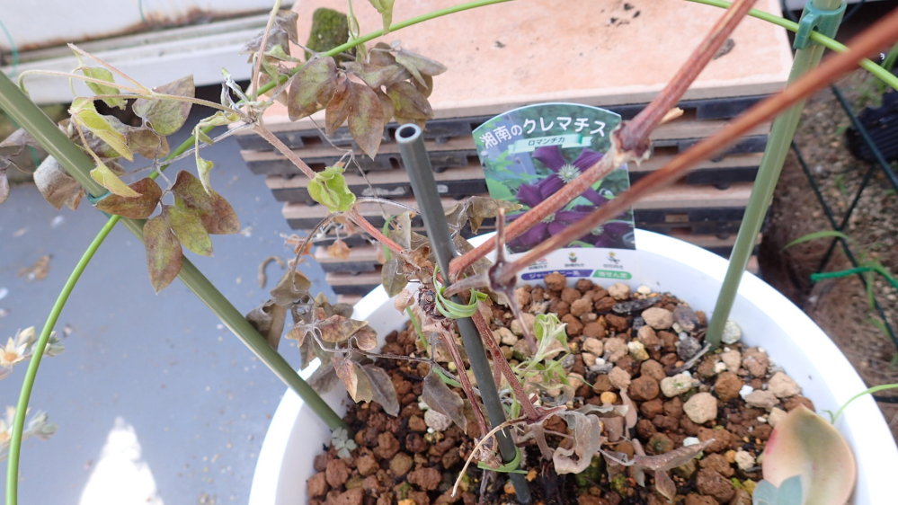 クレマチスロマンティカがこういう状態になってしまっています この子を Yahoo 知恵袋