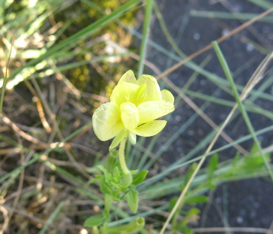 月見草ですか 岐阜県美濃加茂市で撮影2628 月見草 マツヨイグサ Yahoo 知恵袋