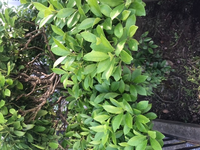 １００枚 アブラナ ツツジ タンポポ レンゲ エンドウ ヘチマ アサ Yahoo 知恵袋