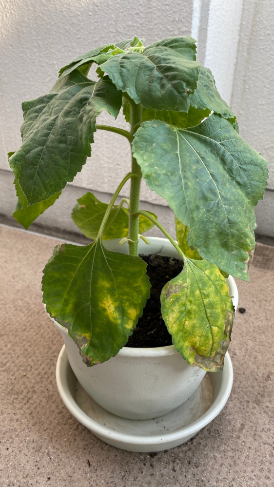 ミニひまわりを育ててます。写真のような葉が黄色くなって最終的に茶色くなるような症状が出たのですが、これは褐斑病でしょうか？ 殺虫剤をかければ治りますか？ 水は３日に１回程度（土が乾いたら）。肥料...
